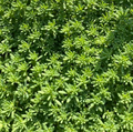 Sedum hispanicum - Sedum