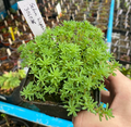 Sedum hispanicum - Sedum