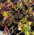 Phedimus spurium 'Voodoo' - Sedum