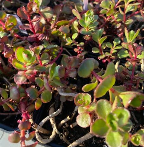 Phedimus spurium 'Voodoo' - Sedum