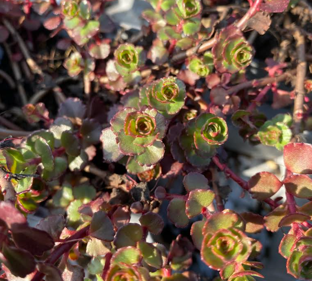 Phedimus spurium 'Fuldaglut' - Sedum