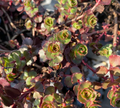 Phedimus spurium 'Fuldaglut' - Sedum