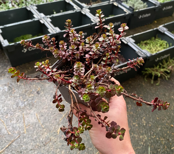Phedimus spurium 'Fuldaglut' - Sedum