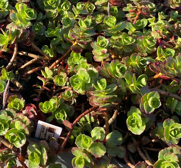 Sedum spurium 'Purpurteppich - Orpin rampant 'Tapis Pourpre'