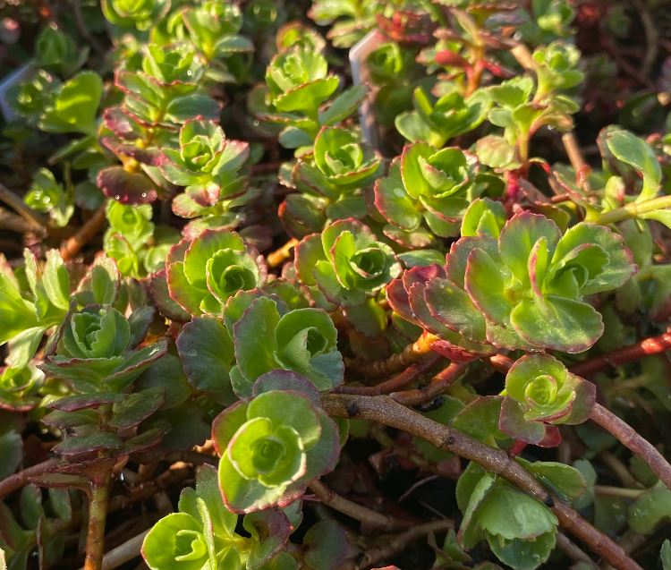 Sedum spurium 'Purpurteppich - Orpin rampant 'Tapis Pourpre'