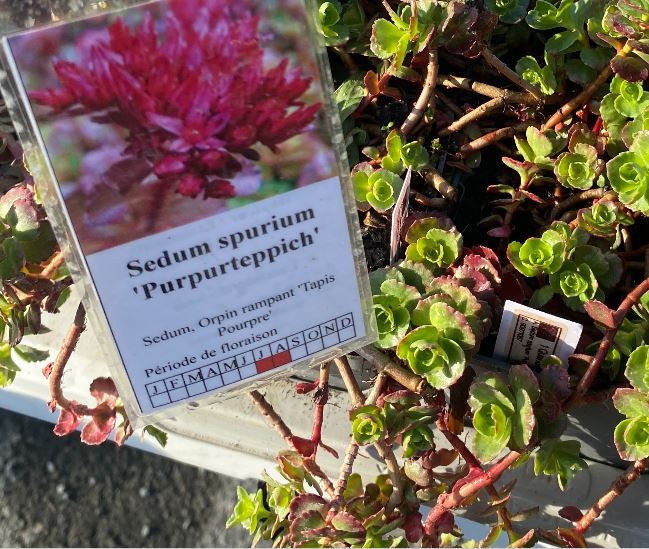 Sedum spurium 'Purpurteppich - Orpin rampant 'Tapis Pourpre'