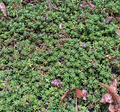 Sedum album 'Murale' - Sedum
