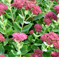 Sedum spectabilis 'Automn Joy' - Sedum herbstfreude