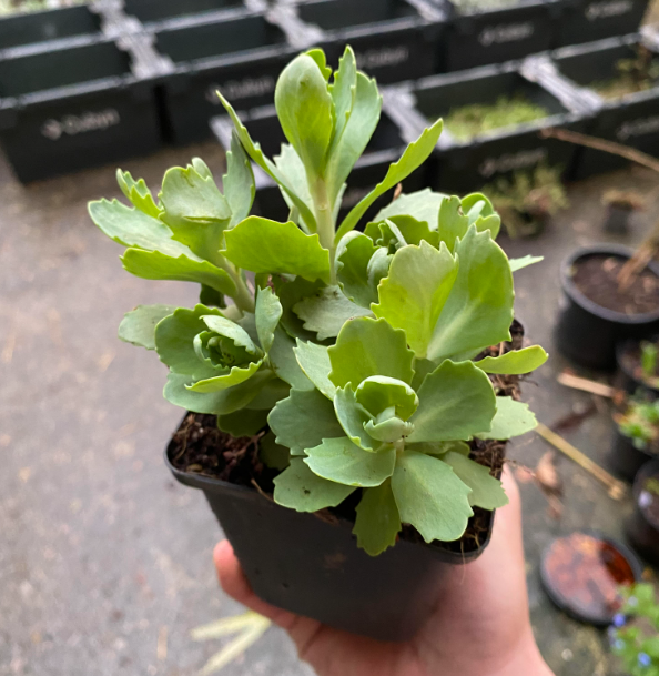 Sedum spectabilis 'Automn Joy' - Sedum herbstfreude