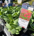 Sedum spectabilis 'Brillant' - Sedum