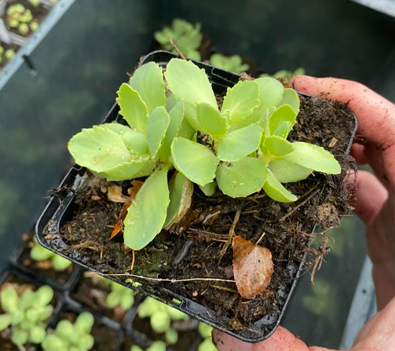 Sedum spectabilis 'Brillant' - Sedum