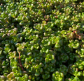 Sedum oreganum - Sedum
