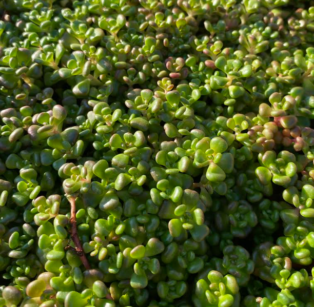 Sedum oreganum - Sedum