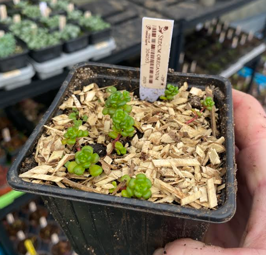 Sedum oreganum - Sedum