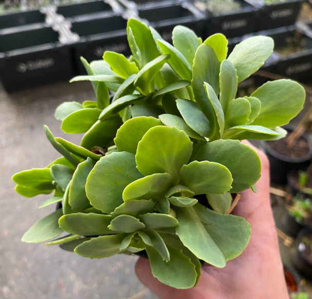 Sedum spectabilis 'Stardust' - Sedum