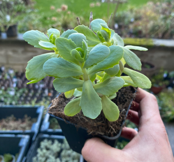 Sedum spectabilis 'Stardust' - Sedum