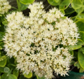 Sedum spectabilis 'Stardust' - Sedum