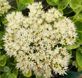 Sedum spectabilis 'Stardust' - Sedum
