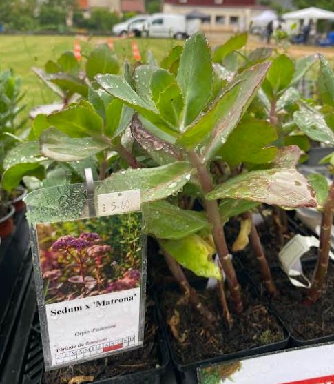 Sedum x 'Matrona' - Sedum