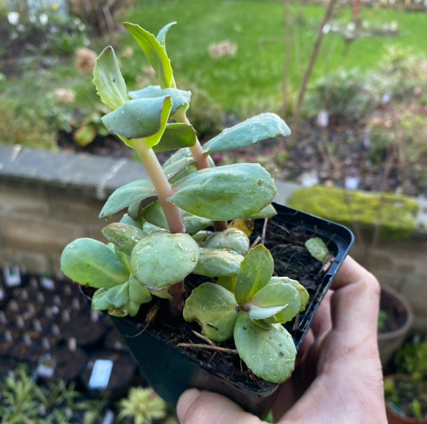 Sedum x 'Matrona' - Sedum
