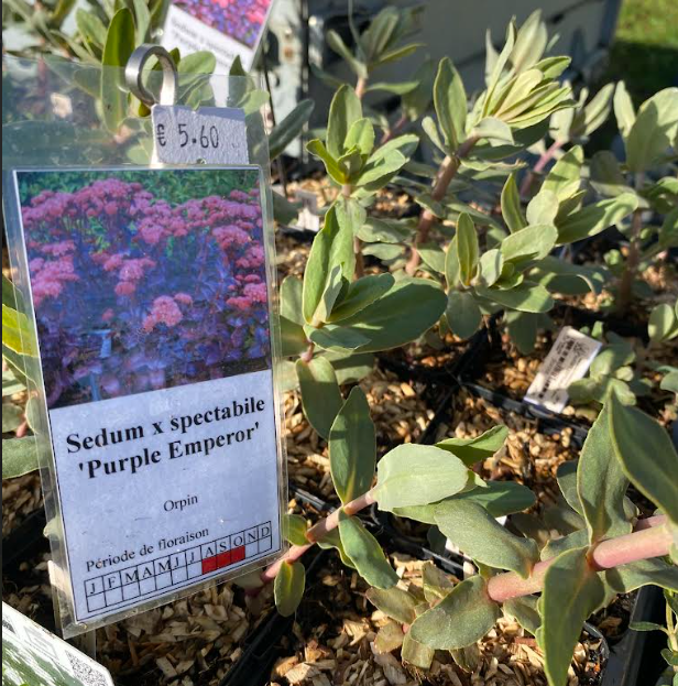 Sedum x spectabile 'Purple Emperor' - Orpin d'automne 'Purple Emperor'