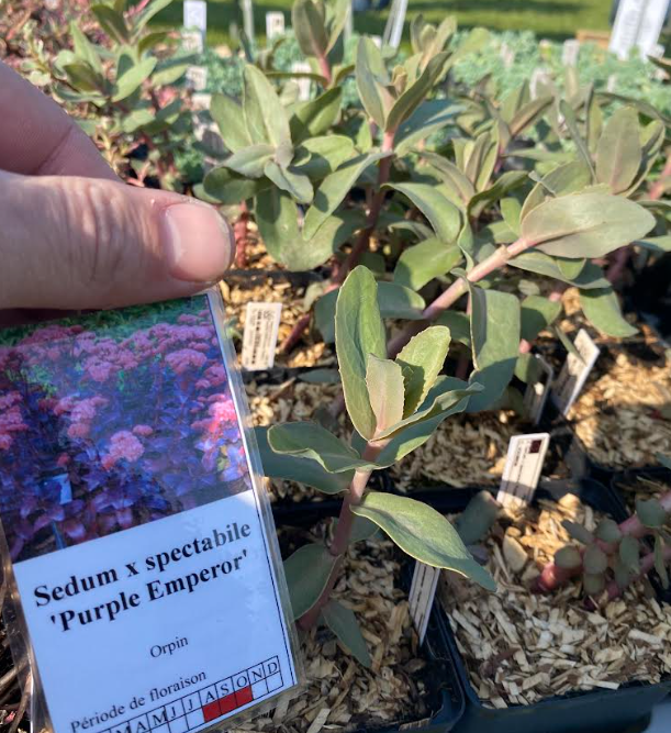 Sedum x spectabile 'Purple Emperor' - Orpin d'automne 'Purple Emperor'