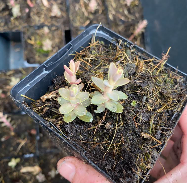 Sedum x spectabile 'Purple Emperor' - Orpin d'automne 'Purple Emperor'