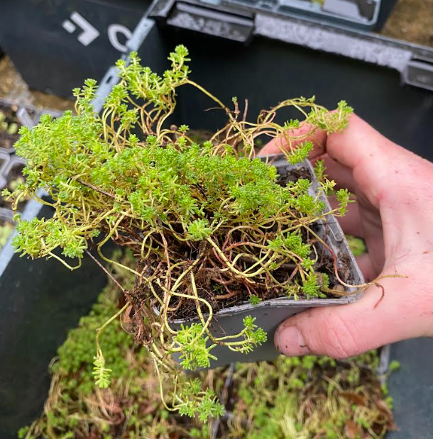 Sedum lydium - Orpin de Lydie