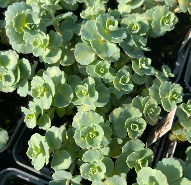 Sedum sieboldii 'Mediovariegatum' - Orpin panaché de Siebold