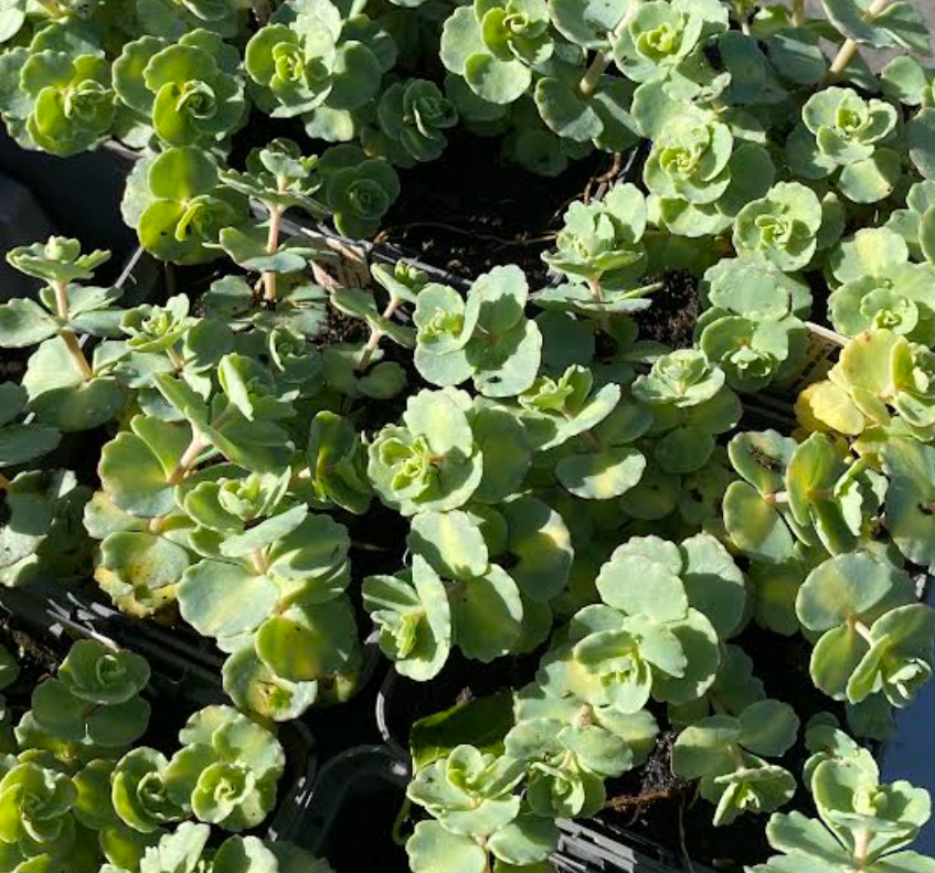 Sedum sieboldii 'Mediovariegatum' - Orpin panaché de Siebold