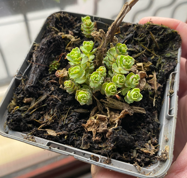 Sedum sieboldii 'Mediovariegatum' - Orpin panaché de Siebold