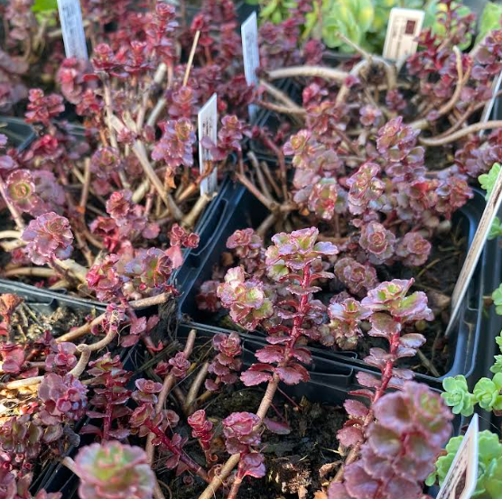 Sedum spurium 'Schorbuser Blut' - Orpin rampant 'Dragon Blood'
