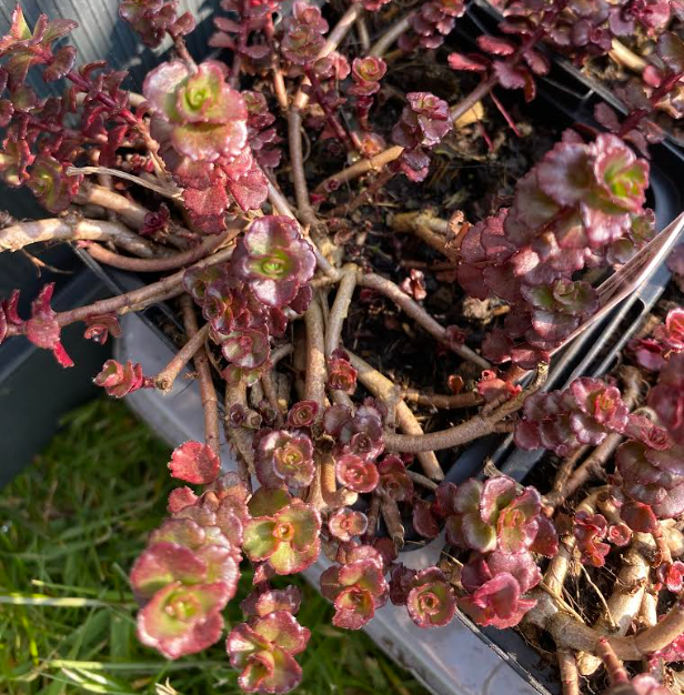 Sedum spurium 'Schorbuser Blut' - Orpin rampant 'Dragon Blood'