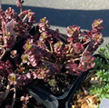 Sedum spurium 'Schorbuser Blut' - Orpin rampant 'Dragon Blood'