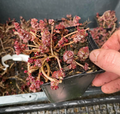 Sedum spurium 'Schorbuser Blut' - Orpin rampant 'Dragon Blood'