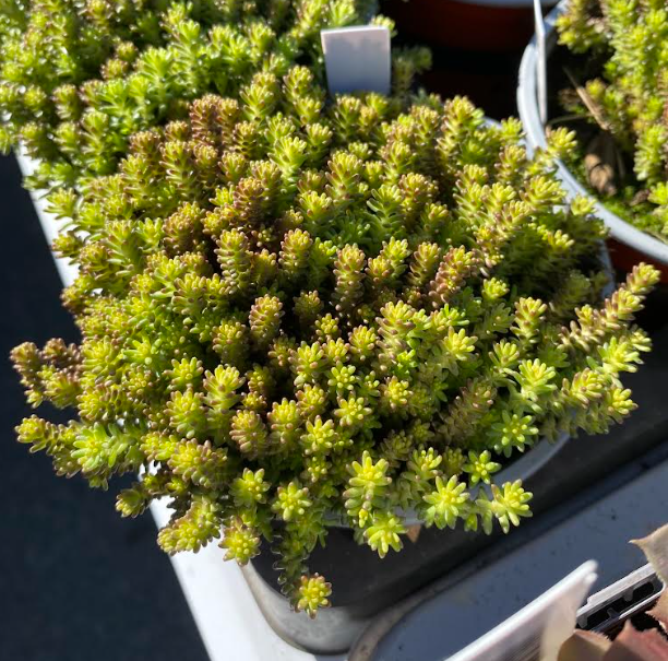 Sedum sexangulare - Orpin à 6 angles