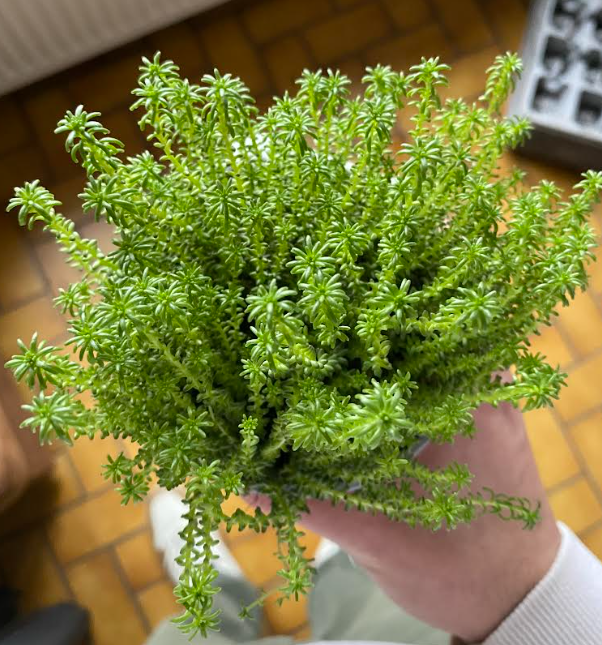 Sedum sexangulare - Orpin à 6 angles