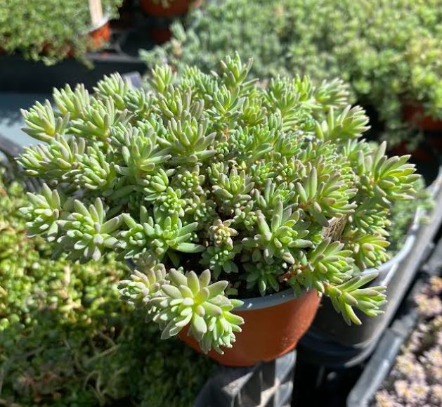 Sedum nevii 'Silver Frost - Orpin 'Silver Frost'