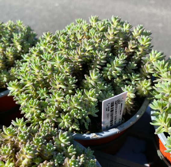 Sedum nevii 'Silver Frost - Orpin 'Silver Frost'