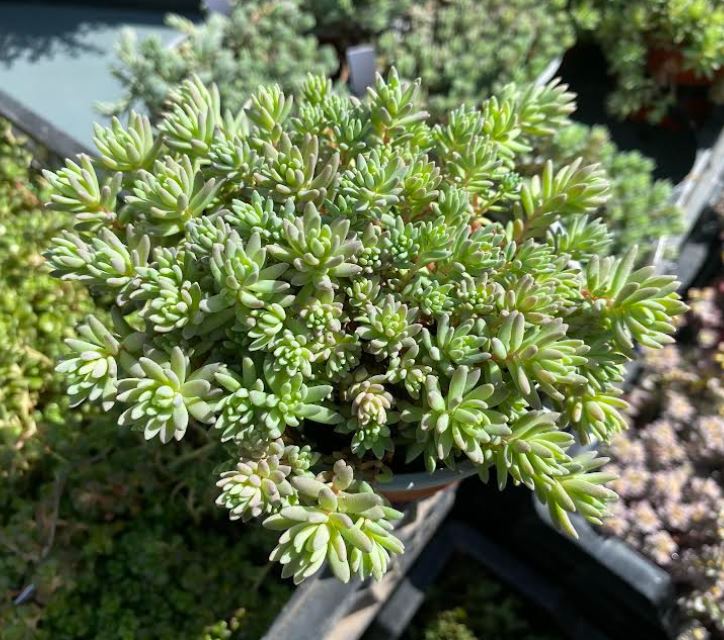 Sedum nevii 'Silver Frost - Orpin 'Silver Frost'