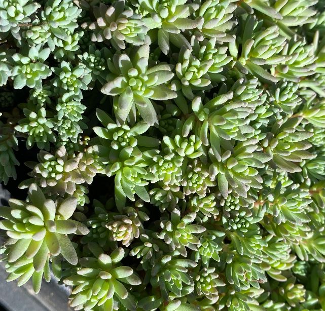 Sedum nevii 'Silver Frost - Orpin 'Silver Frost'