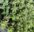 Sedum nevii 'Silver Frost - Orpin 'Silver Frost'