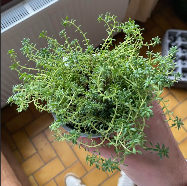 Sedum nevii 'Silver Frost - Orpin 'Silver Frost'