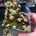 Sedum pachyclados - Sedum