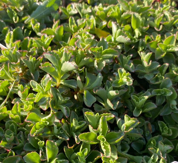 Sedum spurium 'Spot On Pink' - Sedum - Orpin