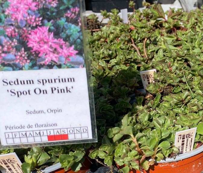 Sedum spurium 'Spot On Pink' - Sedum - Orpin