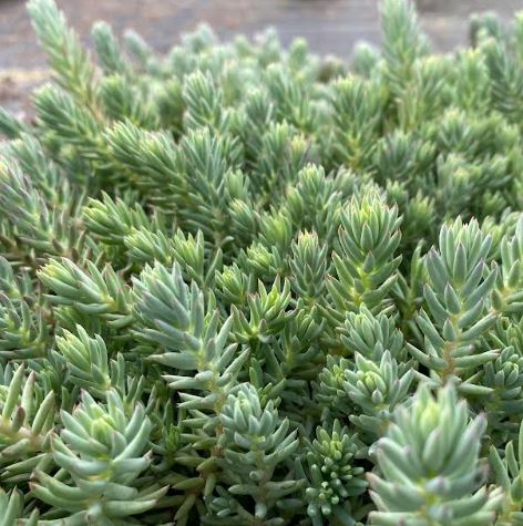 Sedum reflexum - Orpin réfléchi - Orpin des rochers
