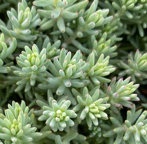 Sedum reflexum - Orpin réfléchi - Orpin des rochers