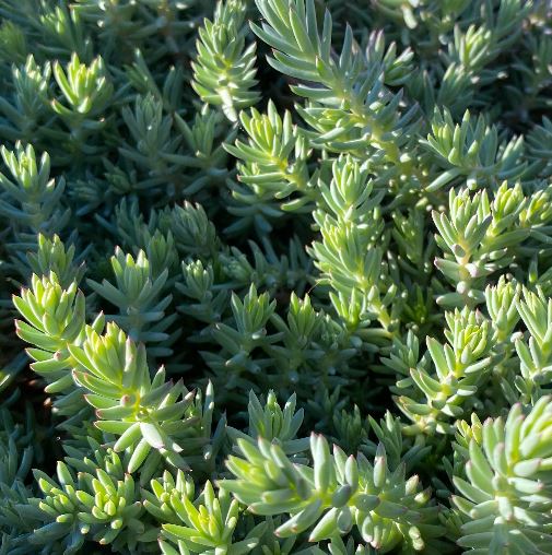 Sedum reflexum - Orpin réfléchi - Orpin des rochers