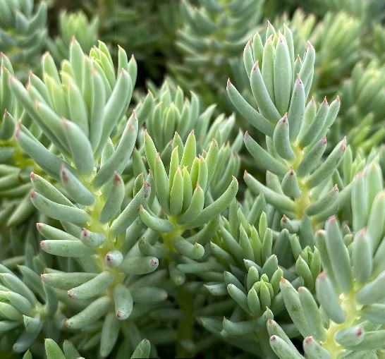 Sedum reflexum - Orpin réfléchi - Orpin des rochers